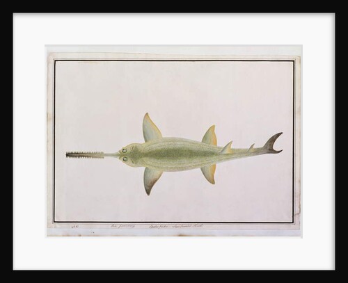 Sword Snouted Shark, Eeu parrang, Squalus poristis by School Chinese