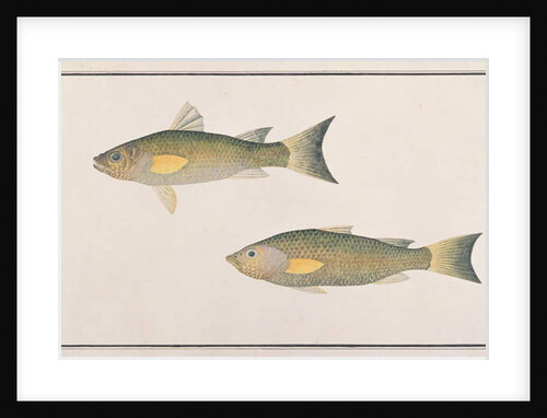 Grey Mullet by School Chinese