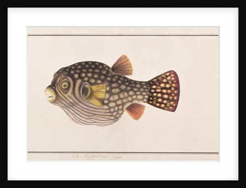 Reticulated Pufferfish by School Chinese
