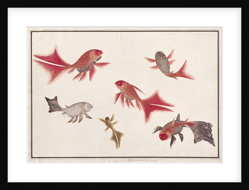 Gold and Silver Fish by School Chinese