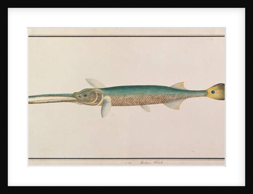 Spottail Needlefish by School Chinese