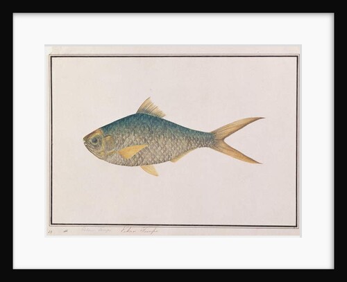 Shad by School Chinese