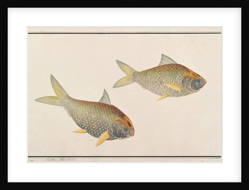 Shad by School Chinese