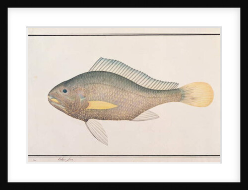 Croaker by School Chinese