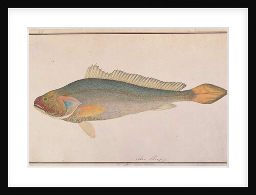 Bronze Croaker by School Chinese