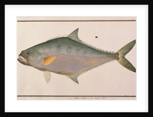 Talang Queenfish by School Chinese