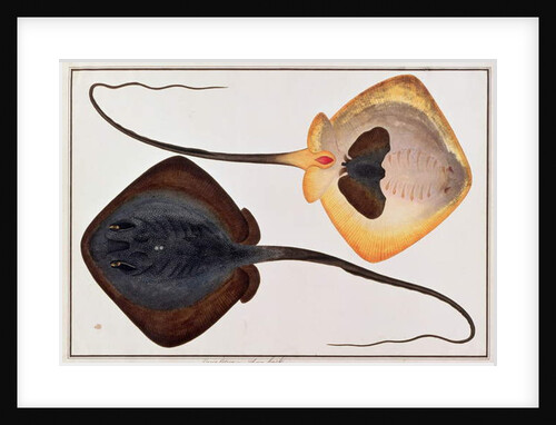 Thorn Back Fish, Parie Eetam by School Chinese