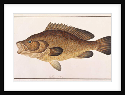 Orange-spotted Grouper by School Chinese