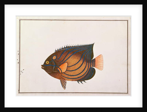 Blue-ringed Angelfish by School Chinese