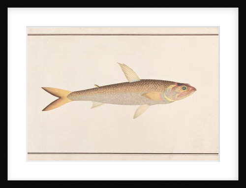 Lizardfish by School Chinese