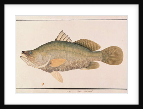 Giant Sea Perch by School Chinese