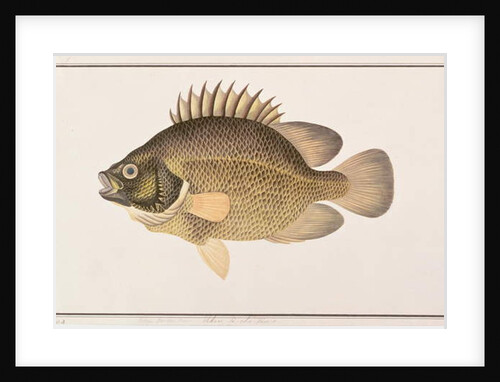 Tripletail by School Chinese