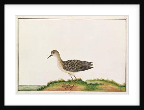 Wood Sandpiper by School Chinese