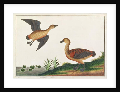 Lesser Treeduck by School Chinese