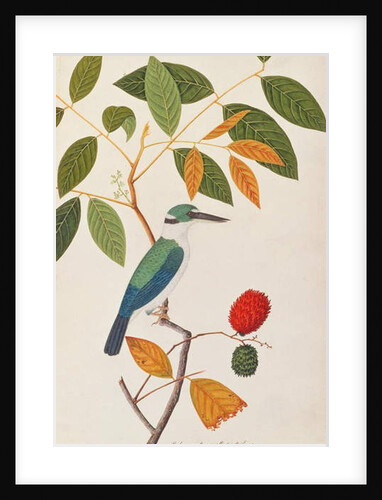 Collared Kingfisher by School Chinese