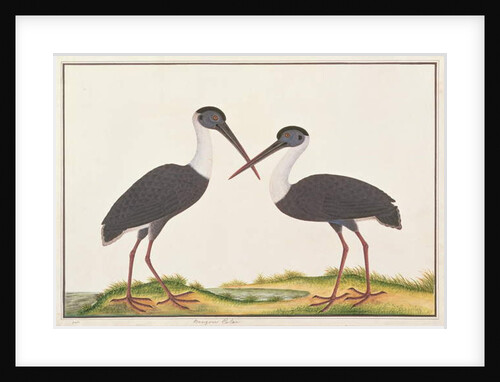 Woolly-necked Stork by School Chinese