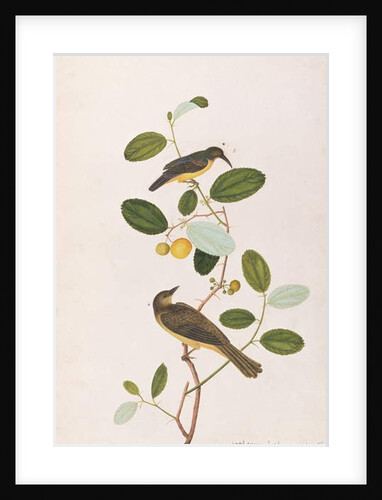 Red-throated Sunbird and Red-eyed Bulbul by School Chinese
