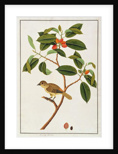 Brown Barbet by School Chinese