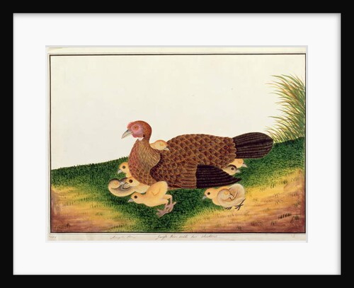 Jangle Hen with her chickens by School Chinese