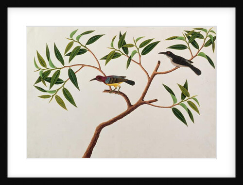 Humming Bird, Boorong cherichap by School Chinese