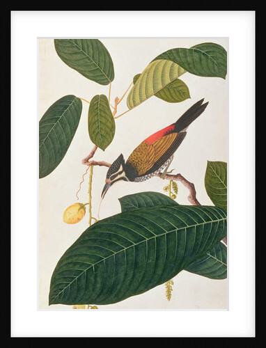 Common Goldenback by School Chinese