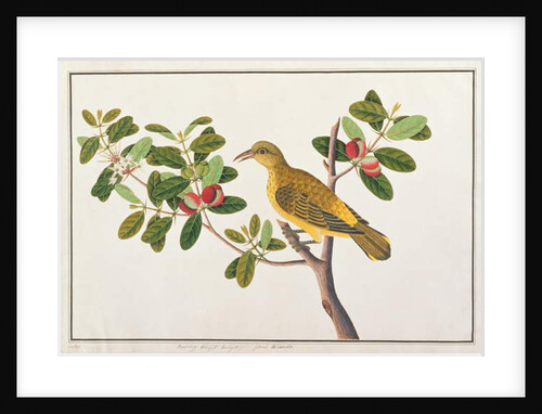 Black-naped Oriole by School Chinese