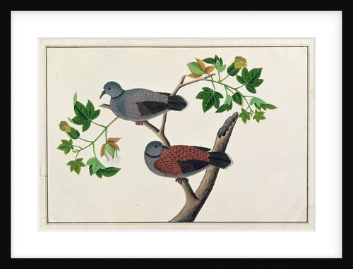 Birds in a tree by School Chinese