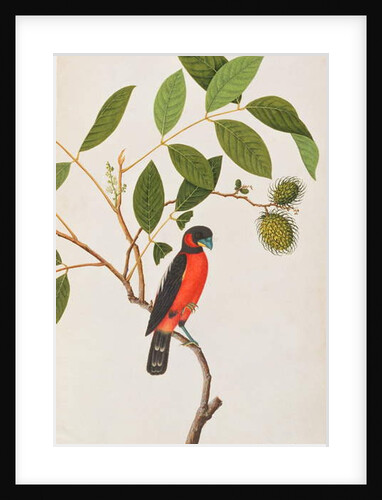 Black-and-red Broadbill by School Chinese