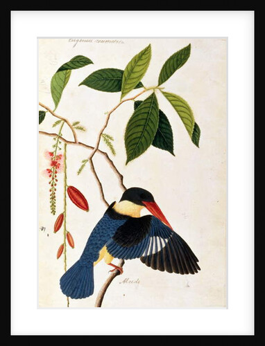 Kingfisher or Alced, Poko Booah Pootal, Boorong radja oodang by School Chinese