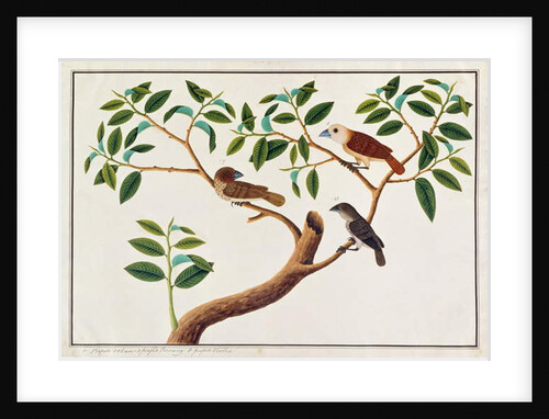 Scaly-breasted Munia, White-headed Munia, and Malaysian Honeyguide by School Chinese