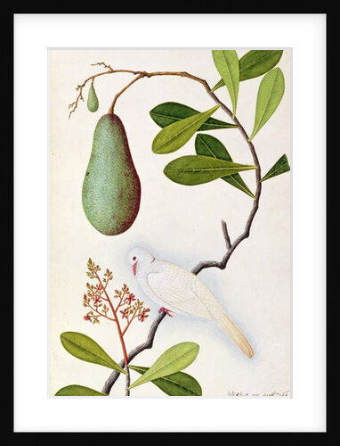 Java Dove or Boorah Poutaran by School Chinese