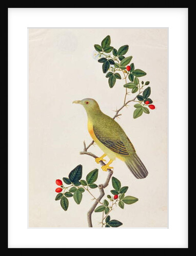 Large Green Pigeon by School Chinese