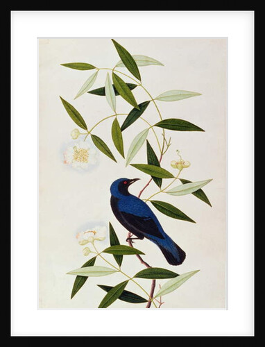 Boorah Farleeh by School Chinese