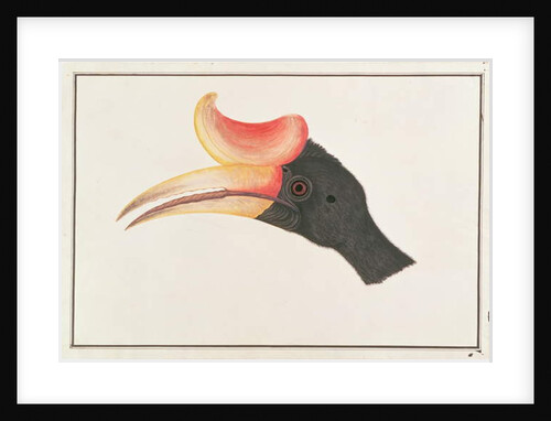Rhinoceros Hornbill by School Chinese