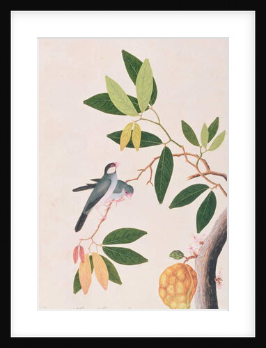 Java Sparrow by School Chinese