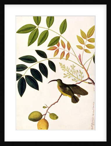 Long-beaked Humming Bird, Poko Booah Kadonong by School Chinese