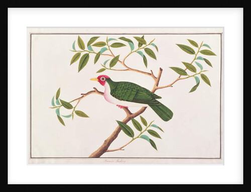 Jambu Fruit-dove by School Chinese