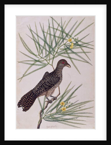 Taja Walie by School Chinese