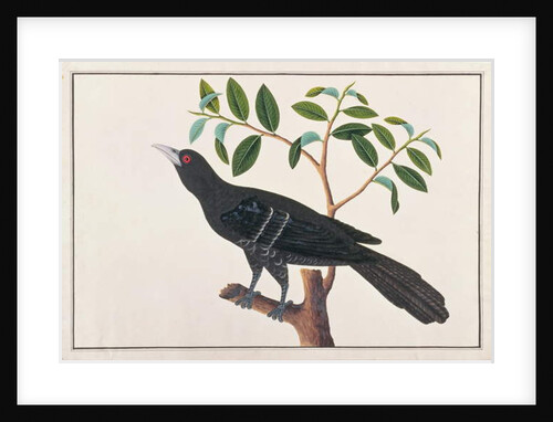 Koel by School Chinese
