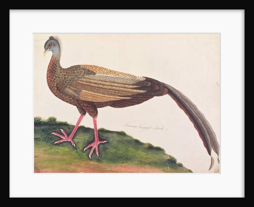 Great Argus by School Chinese