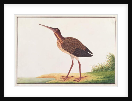 Black Bittern by School Chinese