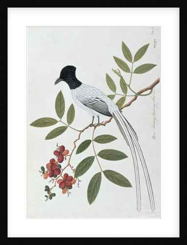 Bua Redang Boorong cha-wie by School Chinese