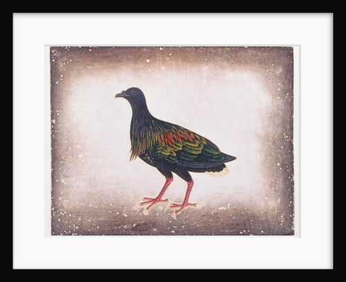 Nicobar Pigeon by School Chinese
