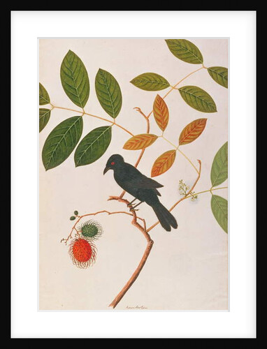 Crow-billed Drongo by School Chinese