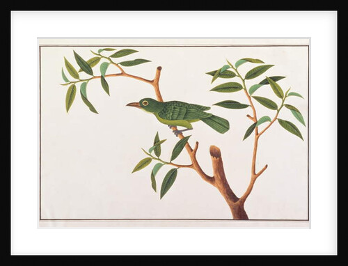 Greater Green Leafbird by School Chinese
