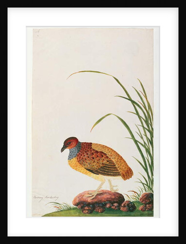 Long-billed Partridge by School Chinese