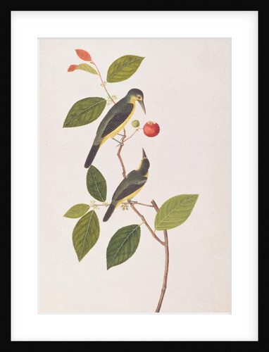 Great Iora by School Chinese
