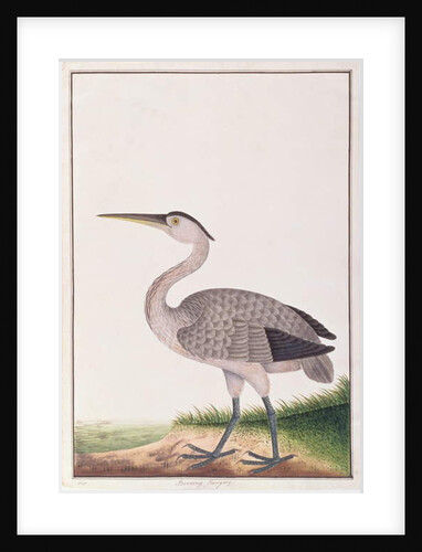 Grey Heron by School Chinese