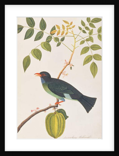 Dollarbird by School Chinese