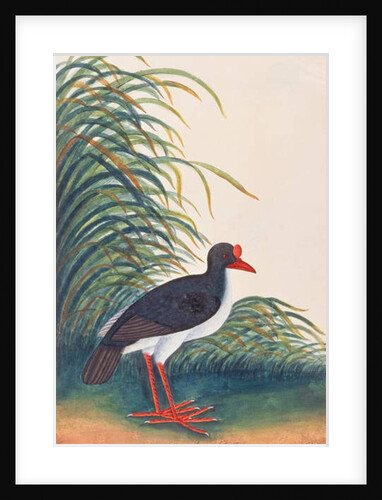 Eurasian Oystercatcher by School Chinese